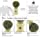 GBS Men's Wet Shaving Set Ivory -3 Piece set - Pure Badger Hair Shaving Brush, Ceramic Mug and 97% All Natural Shave Soap Compliments any Shaving Razor For The Best Shave Great Gift Men