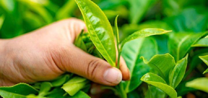 Natural organic Aftershave Natural organic Aftershave